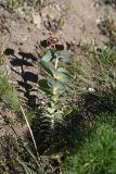 Euphorbia armena. Цветущее растение. Турция, ил Ван, р-н Битлис, восточный склон горы Немрут, сырт Магара, горная степь. 21 мая 2025 г.