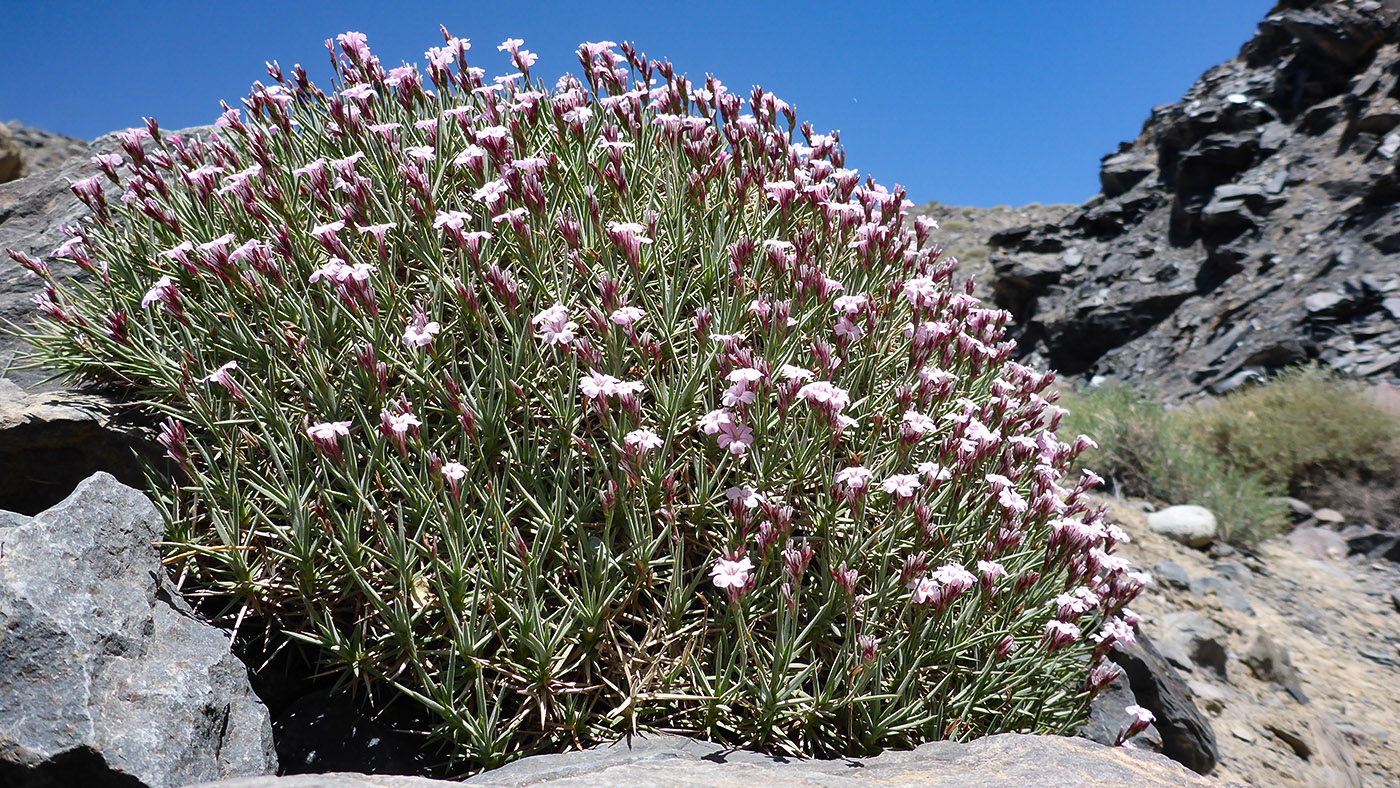 Image of Acantholimon velutinum specimen.