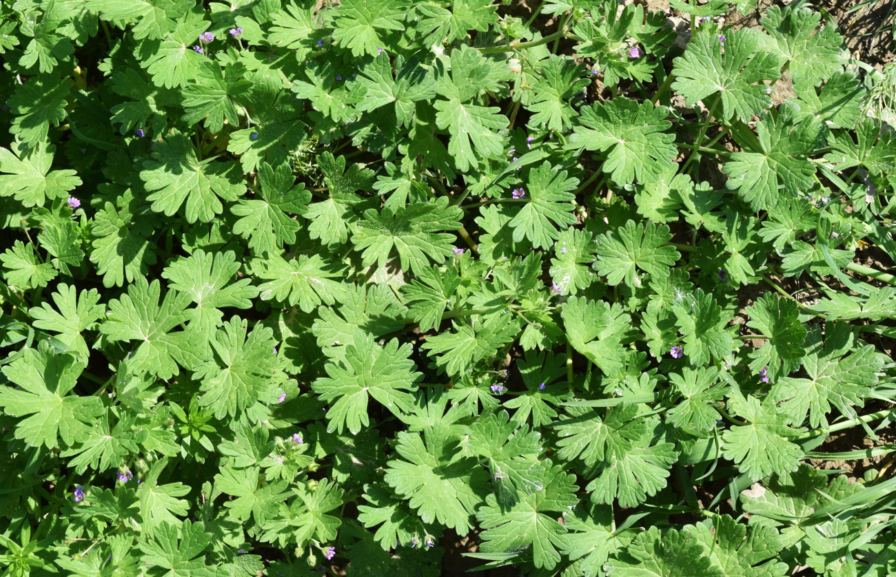 Image of Geranium pusillum specimen.