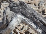 Arthrophytum balchaschense. Часть ствола взрослого растения диаметром ок. 8-10 см. Казахстан, Жетысуская обл., Панфиловский р-н, отроги Джунгарского Алатау, горы Долонтау, щебнистая россыпь накрывающая пестроцветы. 20 сентября 2025 г.