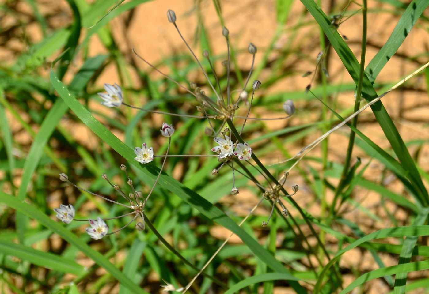 Изображение особи Allium inaequale.