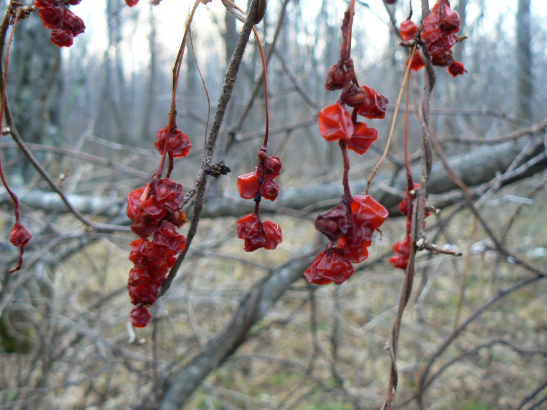 Image of Schisandra chinensis specimen.