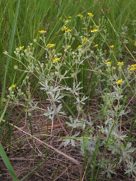 Image of Potentilla impolita specimen.
