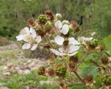 Rubus caucasicus. Соцветие с цветками и незрелыми плодами. Краснодарский край, Абинский р-н, окр. станицы Эриванская, галечно-валунный берег р. Абин. 05.07.2015.