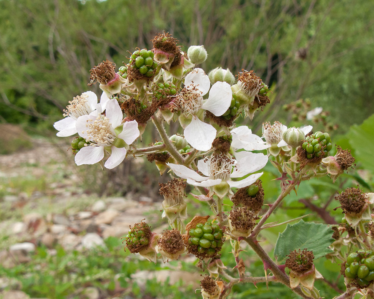 Изображение особи Rubus caucasicus.