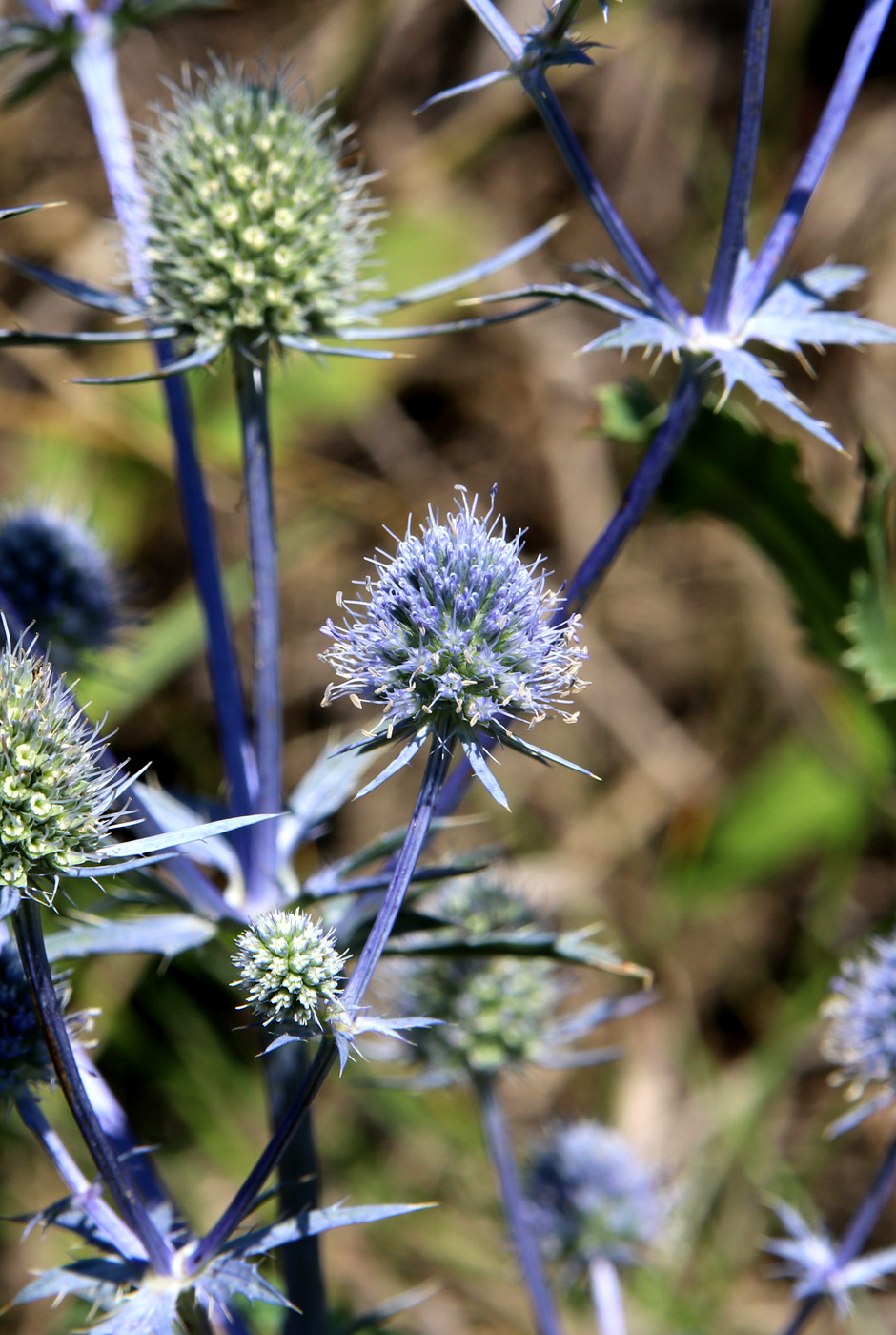 Изображение особи Eryngium planum.