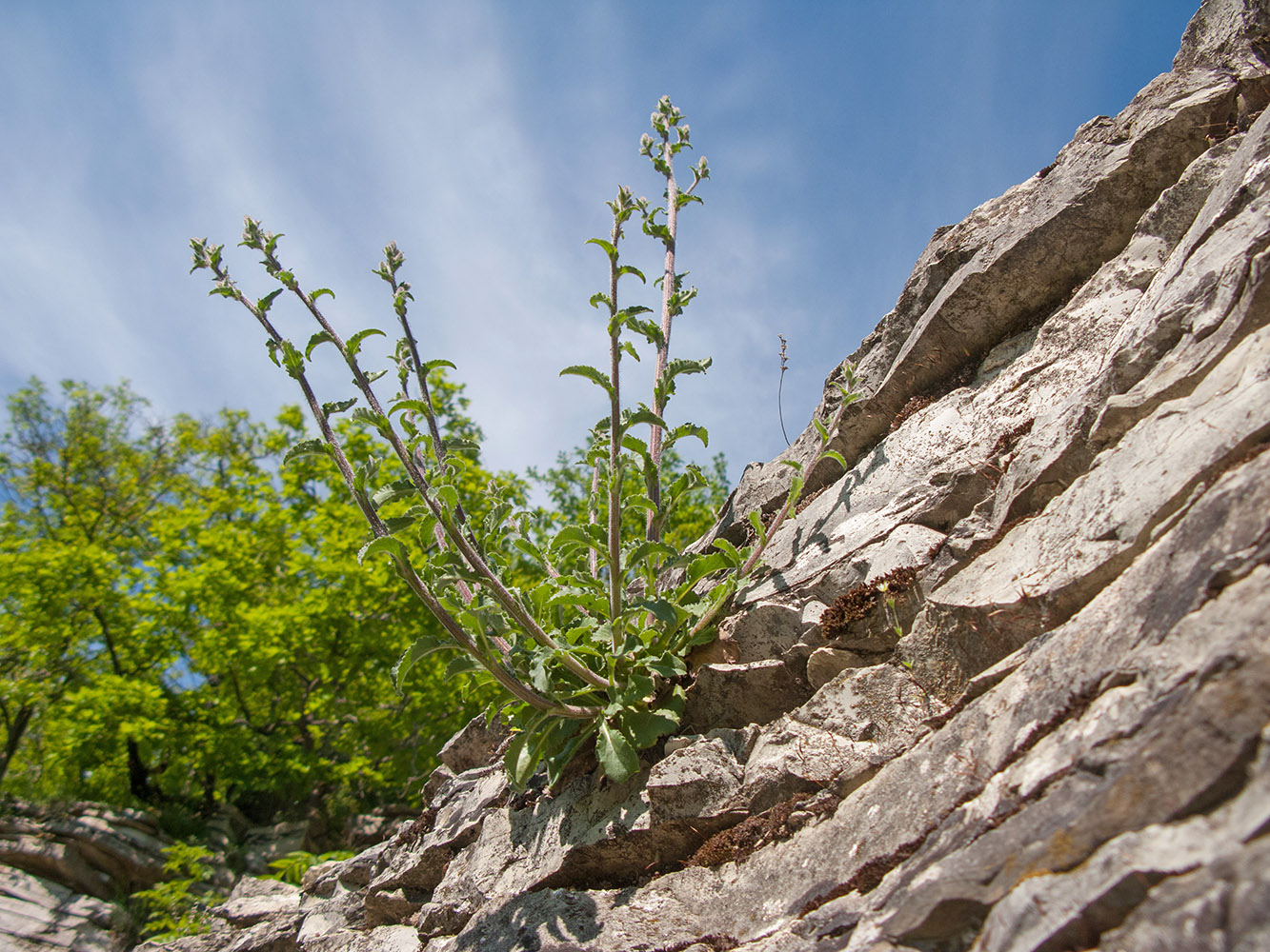 Изображение особи Campanula komarovii.