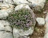 Thymus transcaspicus. Цветущее растение. Туркменистан, ЮЗ Копетдаг, юж. склоны хр. Акдаг, каменистый склон. Май 2016 г.