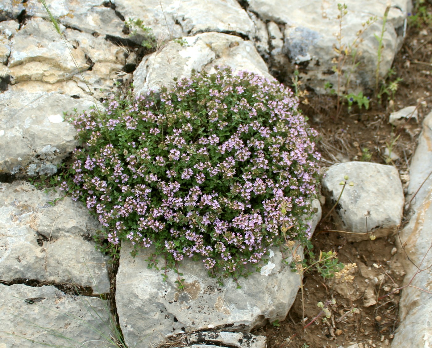 Image of Thymus transcaspicus specimen.