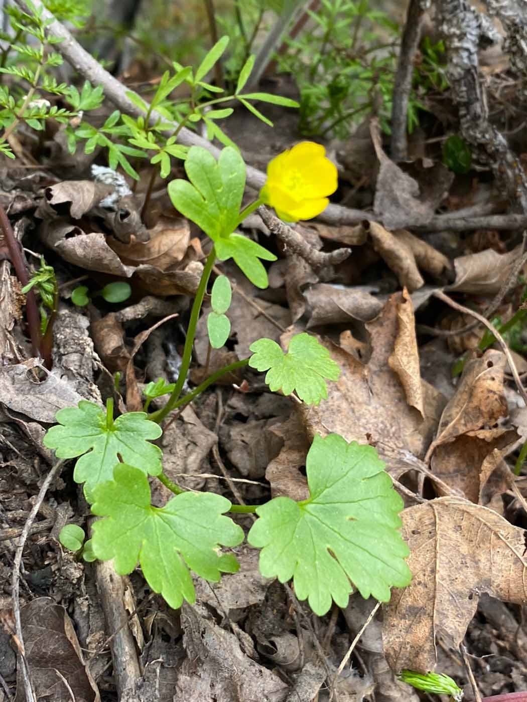 Image of Ranunculus boboevii specimen.