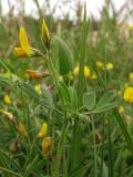 Medicago disciformis. Зацветающее растение. Крым, Севастополь, бух. Казачья. 8 мая 2011 г.