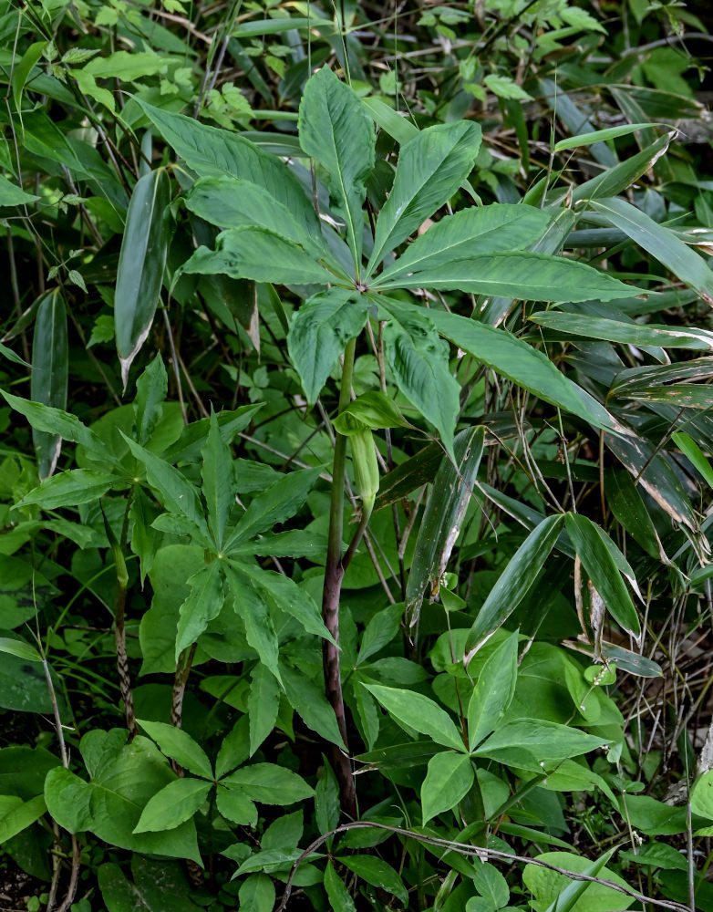 Изображение особи Arisaema consanguineum.