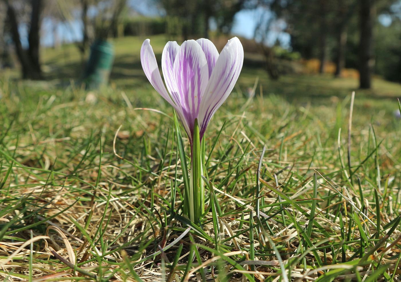 Изображение особи Crocus vernus.