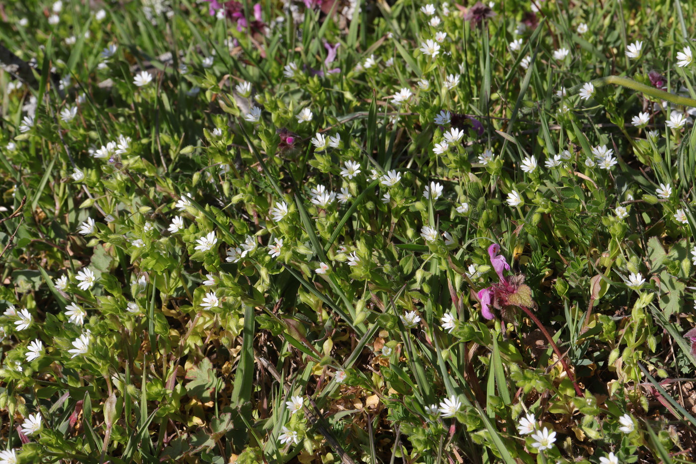 Image of Stellaria neglecta specimen.