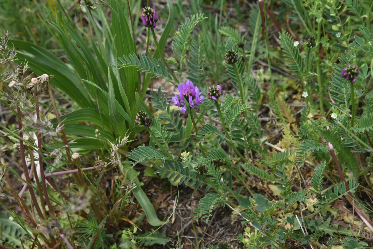 Изображение особи род Astragalus.
