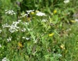 unknown species. Верхушка растения с развивающимися соцветиями. Кабардино-Балкария, Приэльбрусье, левый борт ущелья р. Шхельда, 600 м выше устья, высокотравный луг. 23 июня 2025 г.