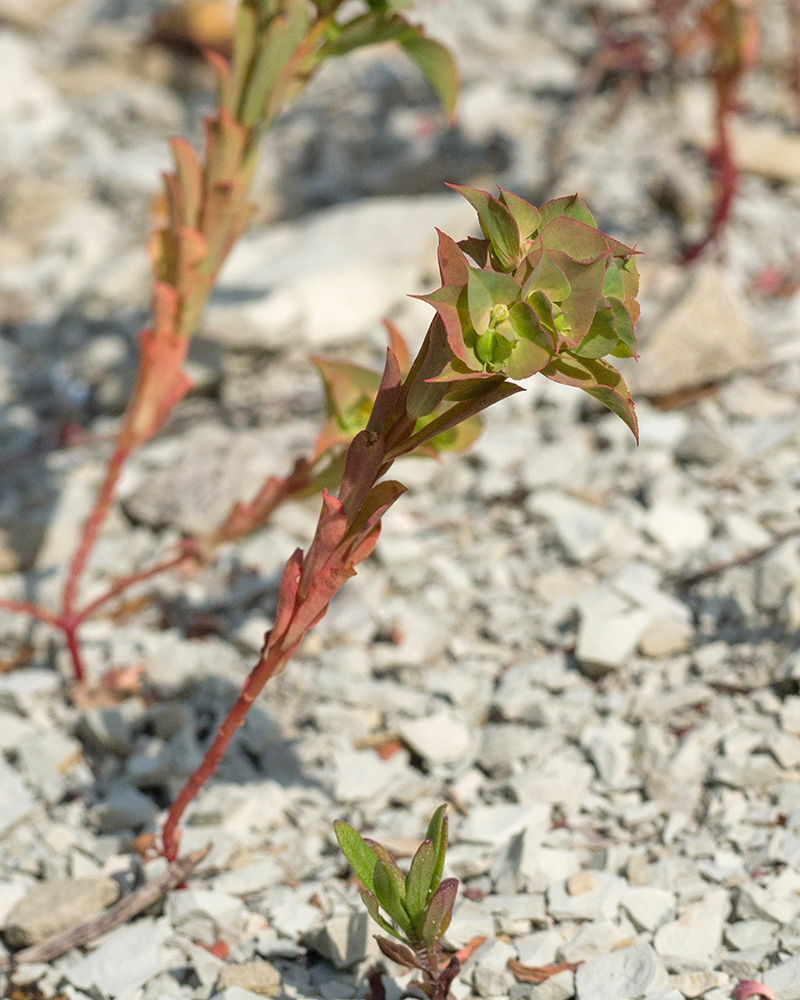 Image of genus Euphorbia specimen.