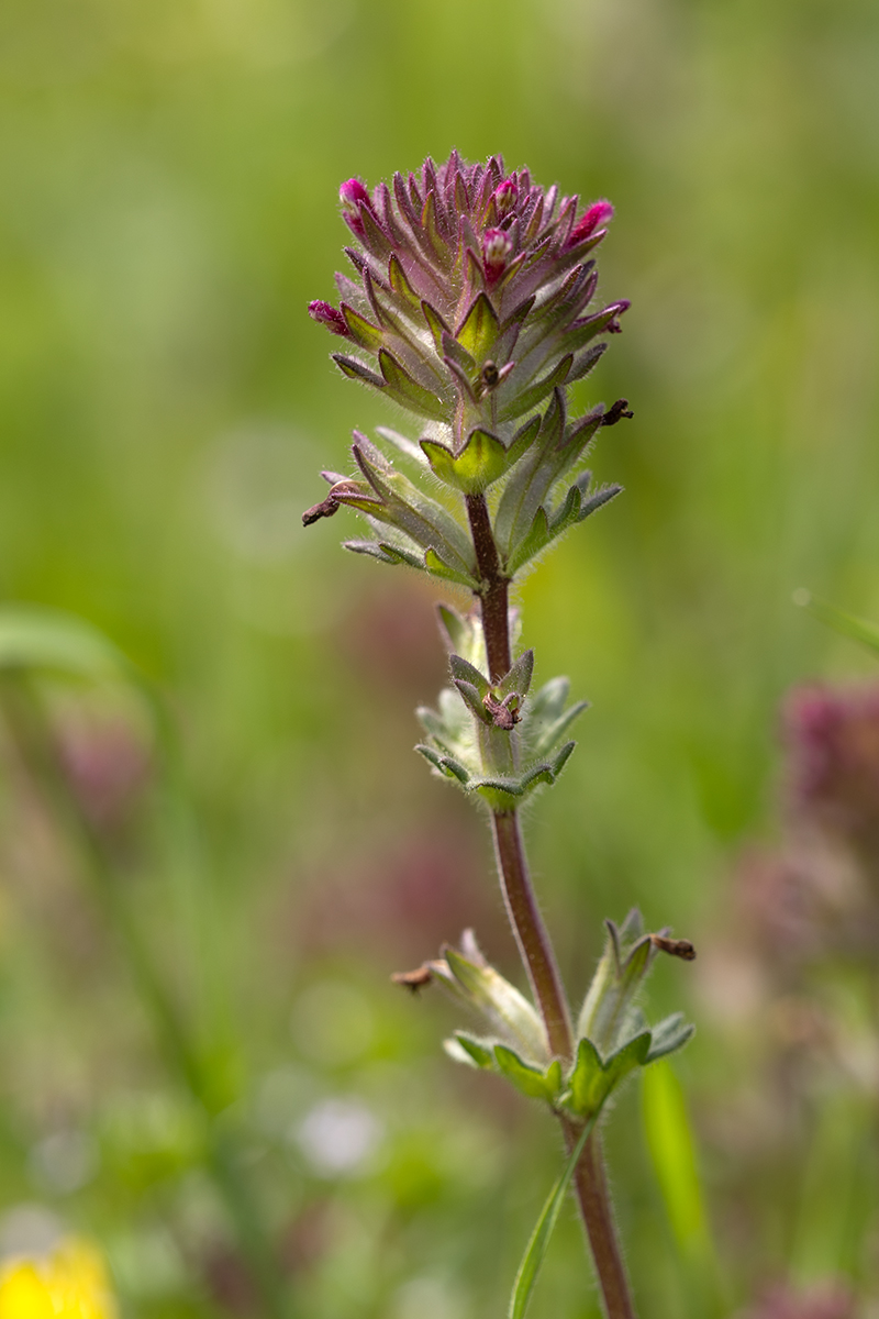 Image of Parentucellia latifolia specimen.