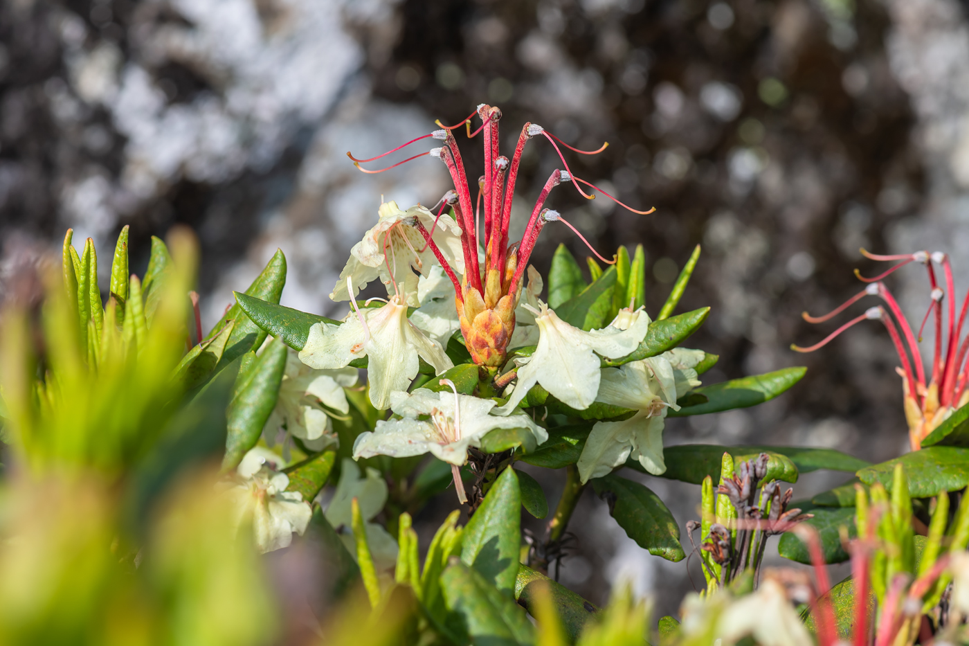 Image of Rhododendron aureum specimen.