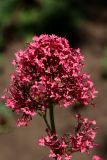 Centranthus ruber. Соцветие. Белгородская обл., пос. Ракитное, ул. Сосновая, 2, в культуре. 27 июня 2026 г.