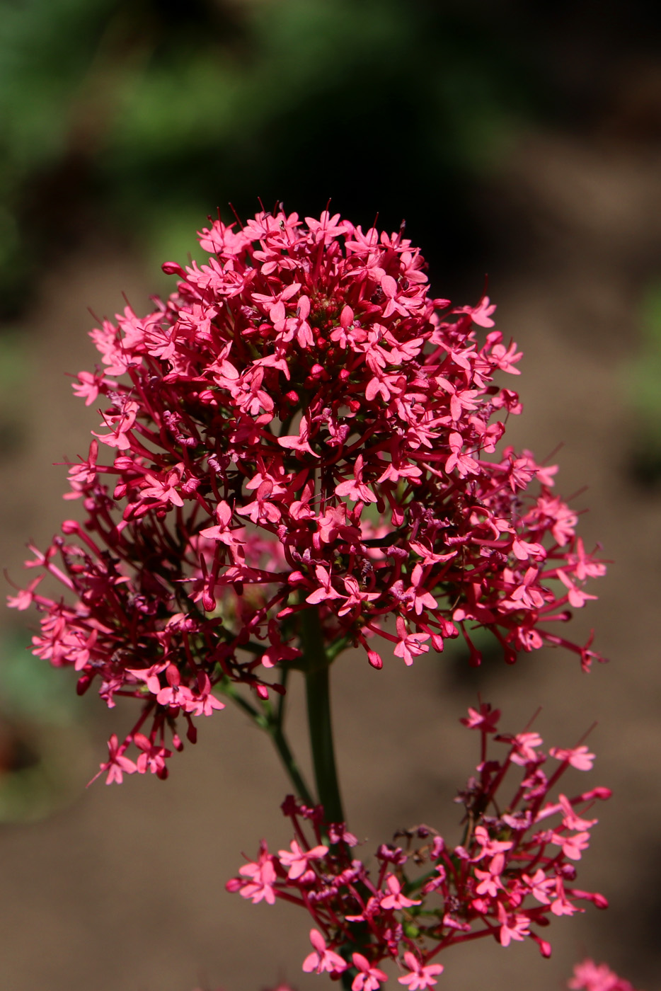 Image of Centranthus ruber specimen.