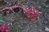 genus Euphorbia. Верхушка отцветшего растения. Грузия, край Самцхе-Джавахети, Ахалцихский муниципалитет, левый борт р. Цинубанисцкали, окр. горячего источника Цинубани. 9 июня 2026 г.