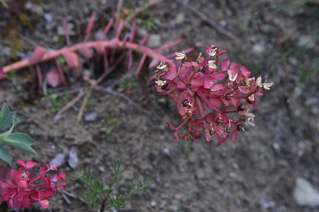 Изображение особи род Euphorbia.