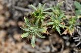 Eryngium dilatatum. Распускающиеся соцветия. Португалия, округ Бежа, мыс Сардао, каменистый склон. 06.06.2026.