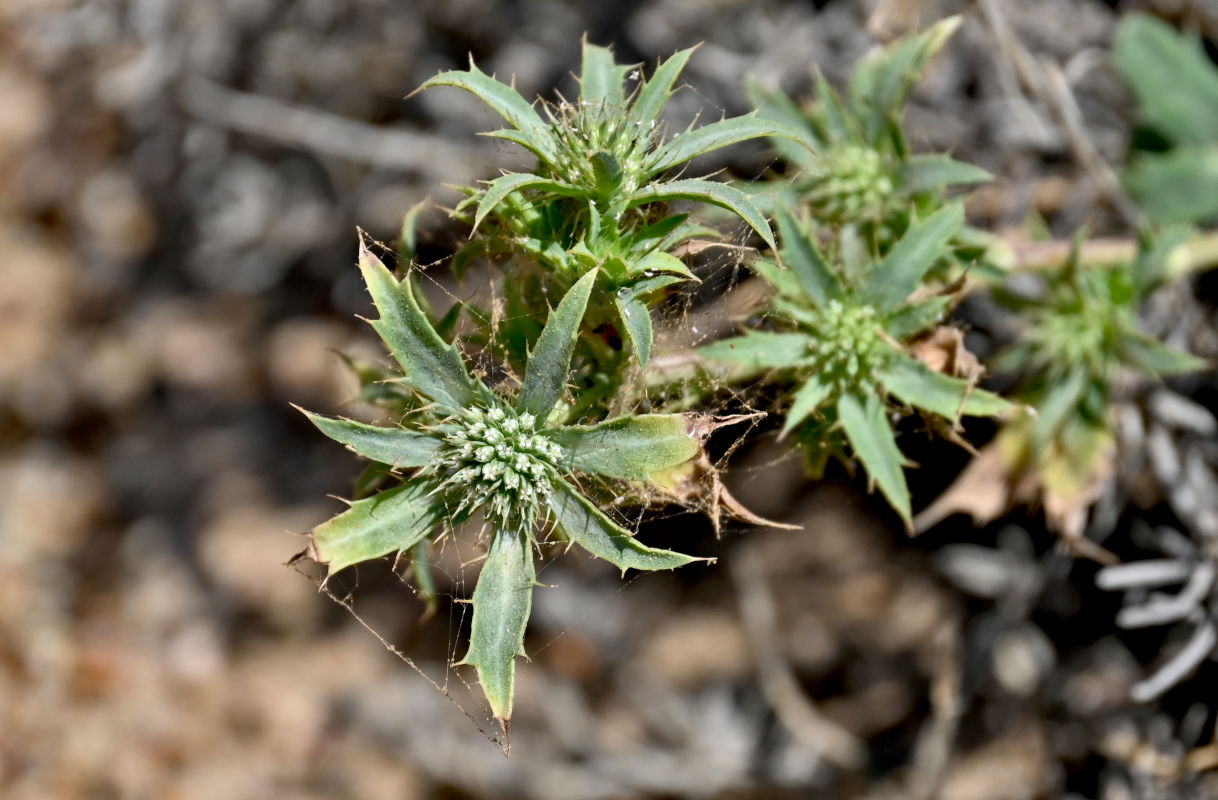 Изображение особи Eryngium dilatatum.