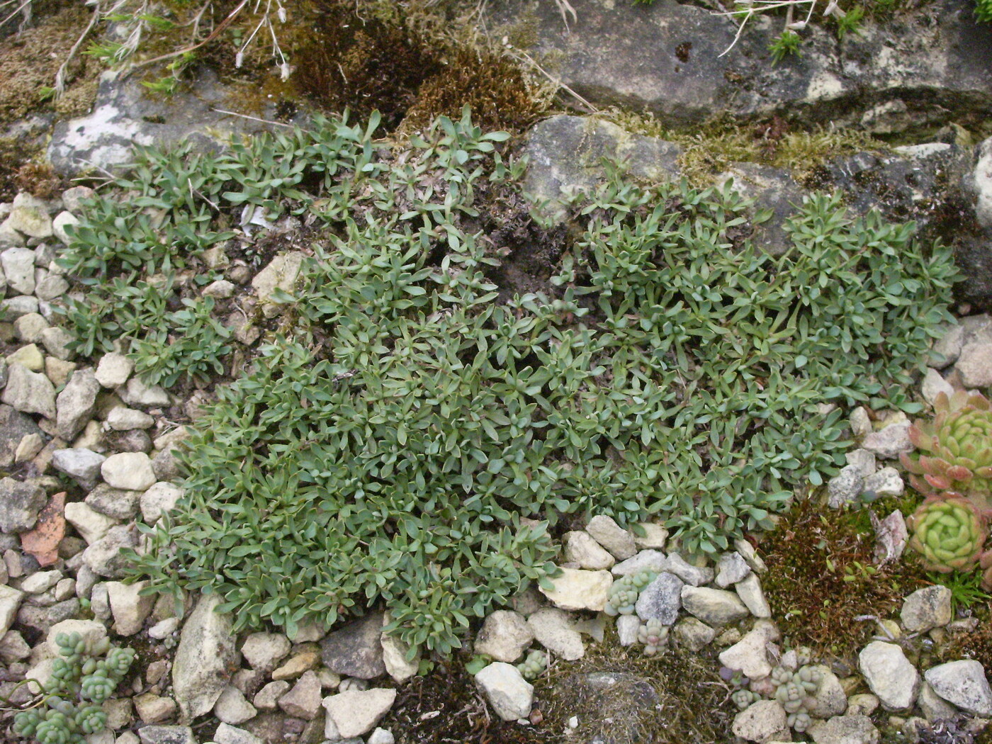 Image of Petrophytum caespitosum specimen.