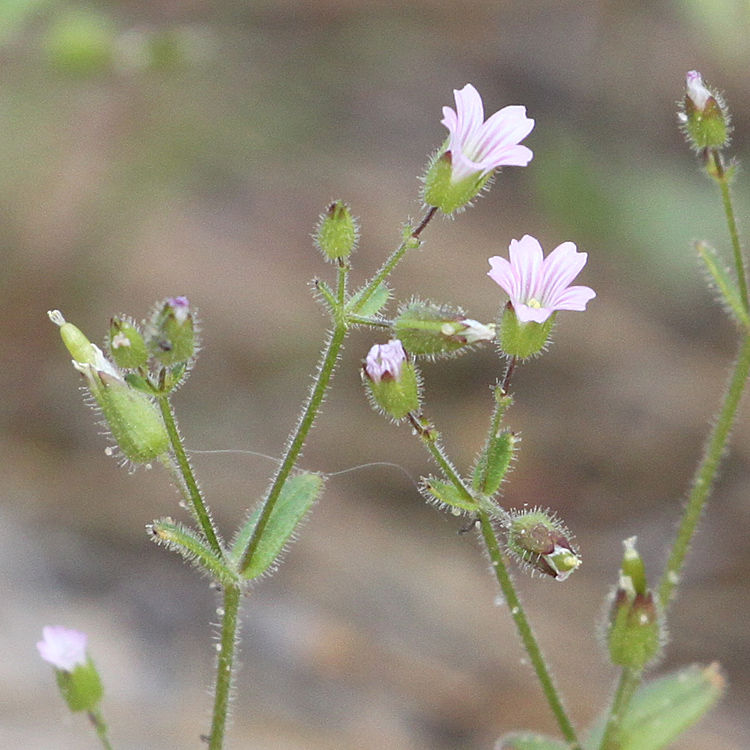 Изображение особи Cerastium pseudobulgaricum.