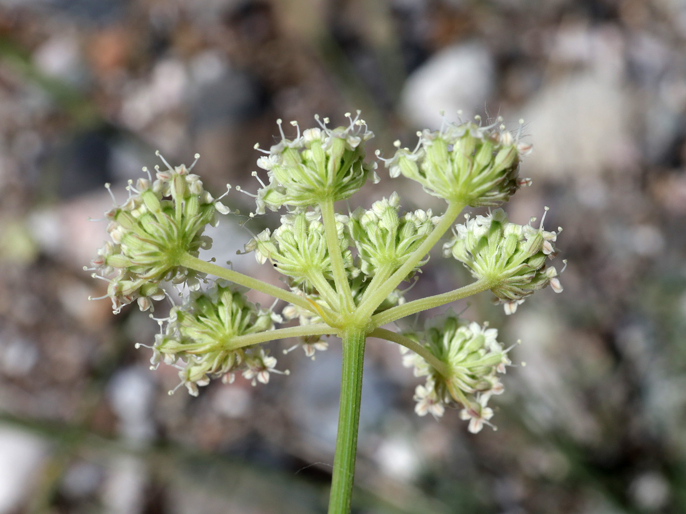Изображение особи семейство Apiaceae.