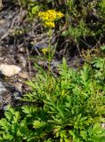Patrinia rupestris. Цветущее растение. Приморский край, Спасский р-н, окр. с. Прохоры, остепнённое травяное сообщество с редкими кустарниками в привершинной части каменистого юго-западного склона. 15.09.2026.