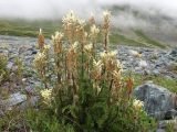 Pedicularis kotuchovii. Цветущее растение. Казахстан, Восточно-Казахстанская обл., Катон-Карагайский ГНПП, плато Укок, альпийская тундра. 10.07.2024.