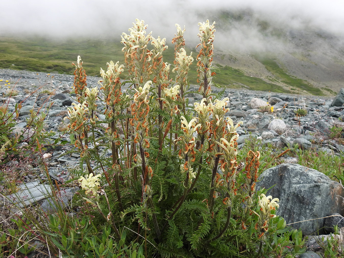 Image of Pedicularis kotuchovii specimen.