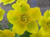 Caltha palustris