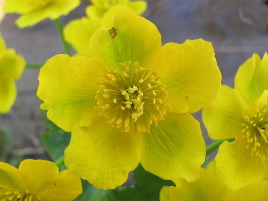 Изображение особи Caltha palustris.