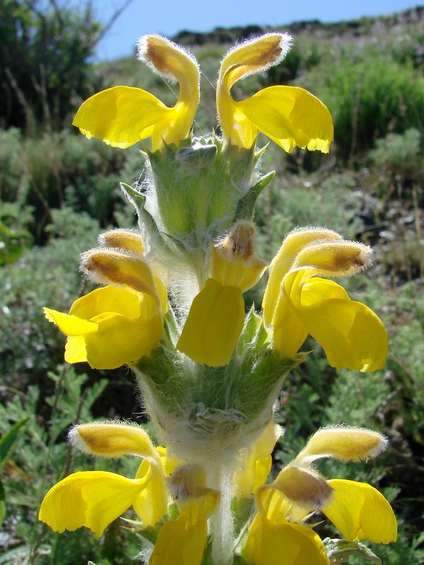 Изображение особи Phlomoides speciosa.