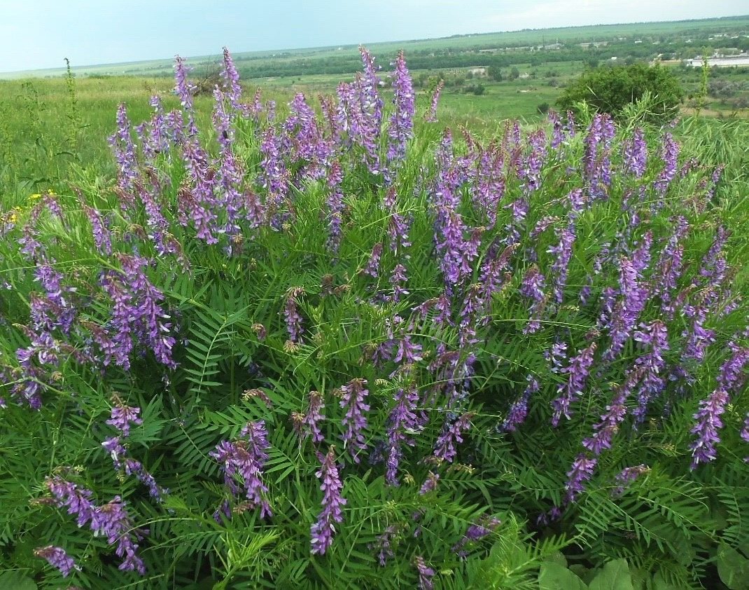 Image of Vicia tenuifolia specimen.