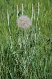 Tragopogon подвид major