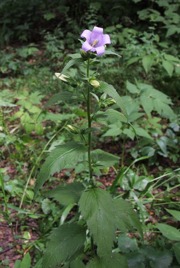 Изображение особи Campanula trachelium.