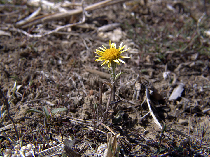 Изображение особи семейство Asteraceae.