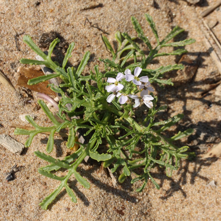 Image of Cakile baltica specimen.