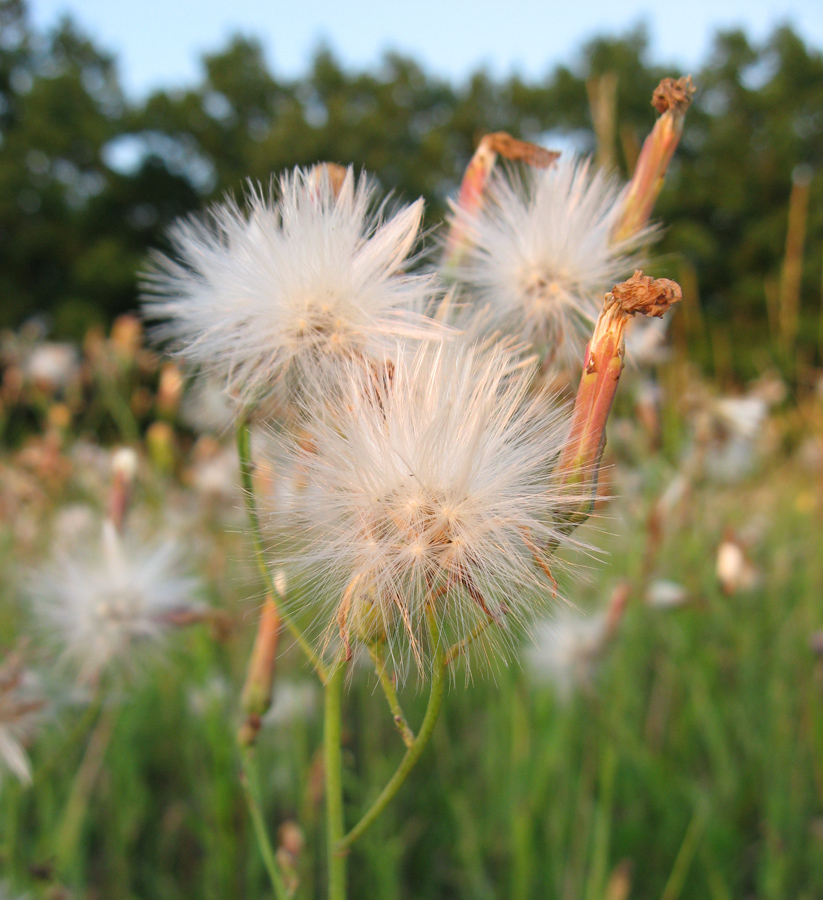 Image of Lactuca tatarica specimen.