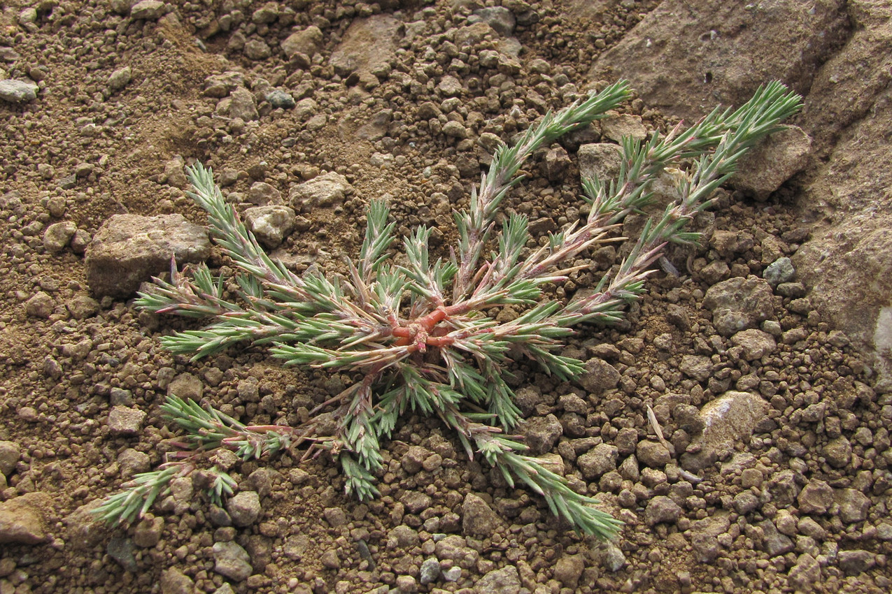 Image of Polycnemum arvense specimen.