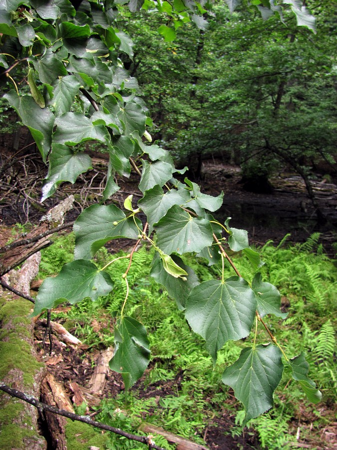 Изображение особи Tilia cordata.