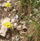 Erysimum carniolicum. Цветущие растения. Черногория, Динарское нагорье, горный массив Дурмитор. 05.07.2011.