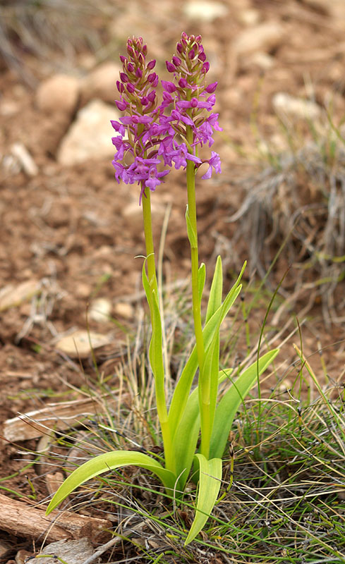 Изображение особи Gymnadenia conopsea.