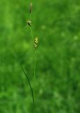 Carex melanostachya