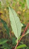 Salix phylicifolia